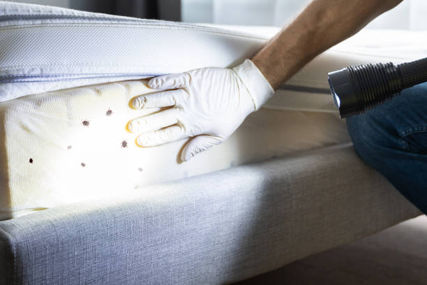 Best Bed Bug Extermination  in Grayson, KY