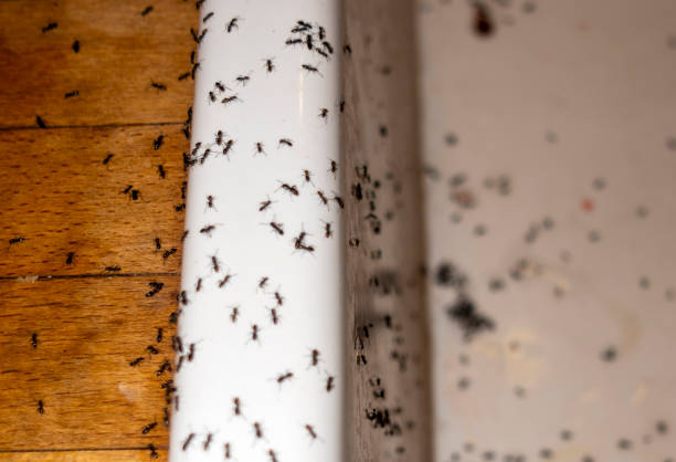 Insect Control in Grayson, KY