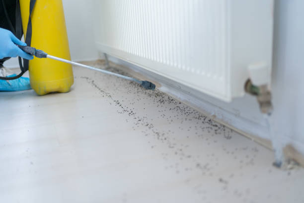 Best Best Pest Control Companies  in Grayson, KY